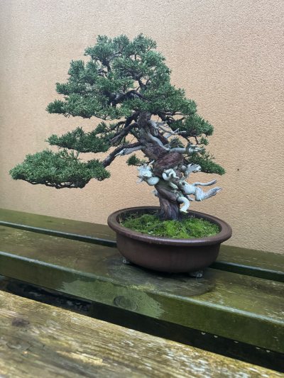 Genévrier du Japon