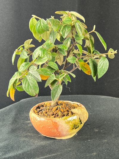 Cotoneaster