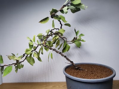 Prunus