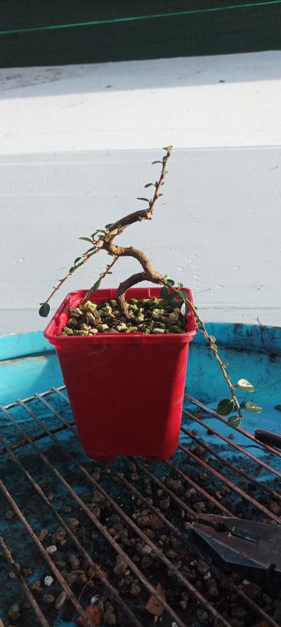 Cotoné