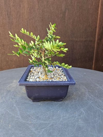 Lonicera Nitida