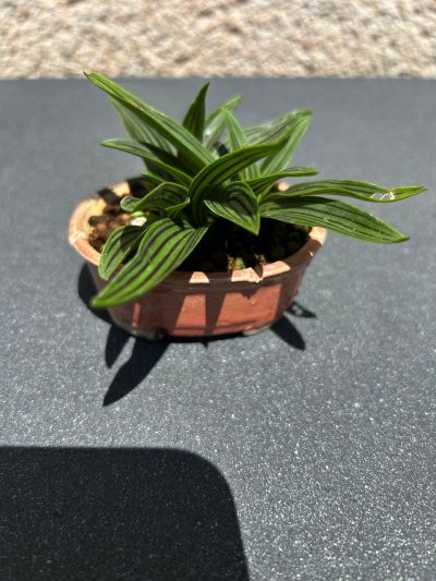 Ledebouria
