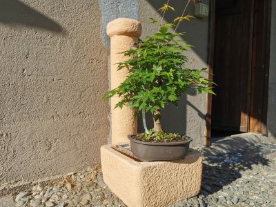Acero Yamamomiji
