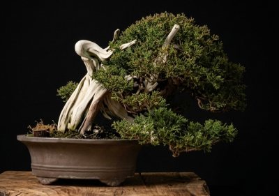 Genevrier yamadori