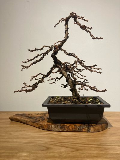 Thomas Larch