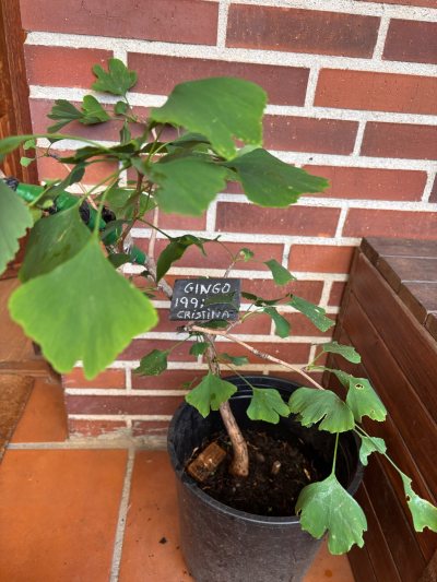 Ginkgo Cristina