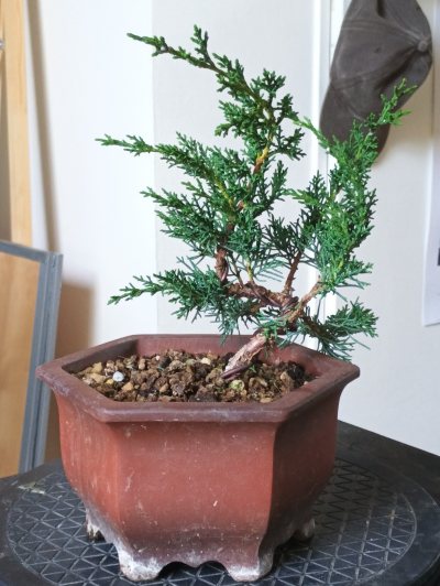Juniperus chinesis 4