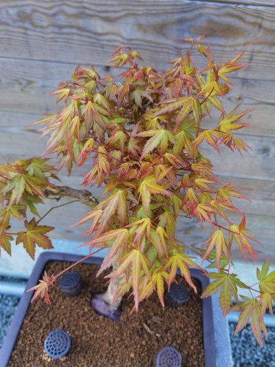 Palmatum