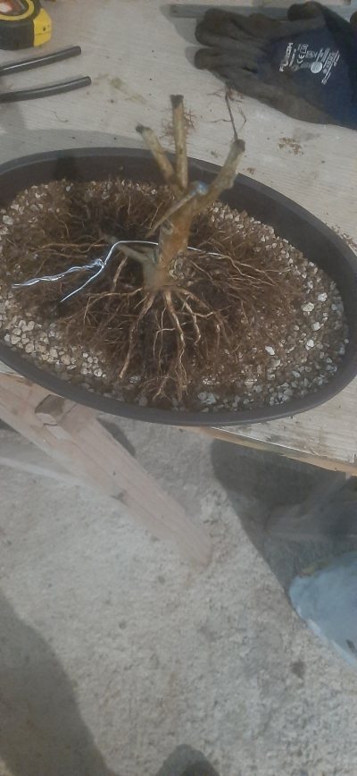 Legestroemia indica