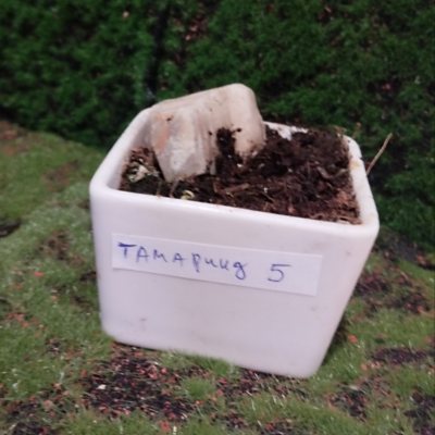 Тамаринд индийский 02