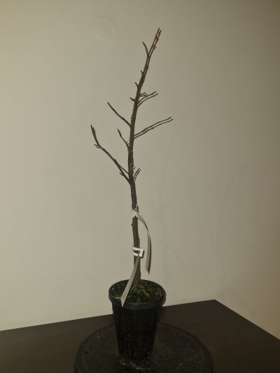 Copalme d Amérique