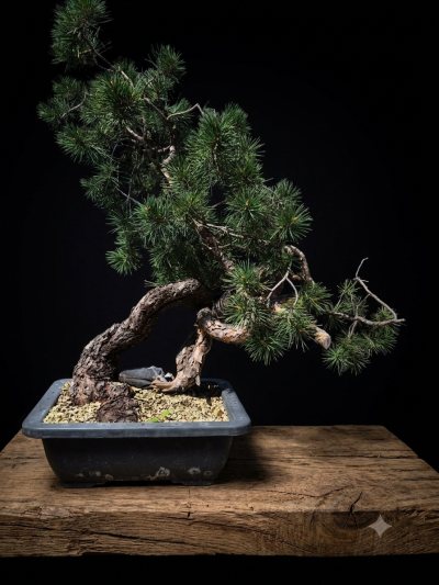Pin sylvestre