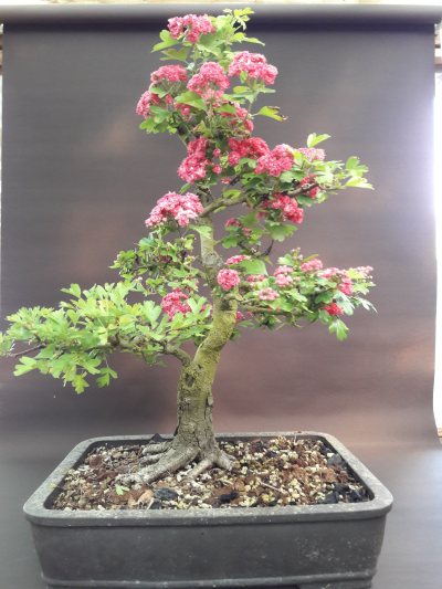 Aubépine