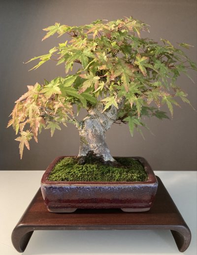 Shohin Erable Palmatum