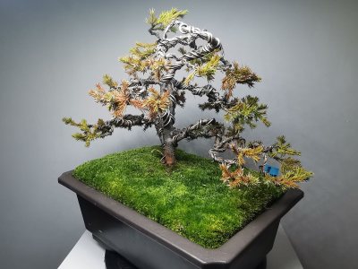 Juniperus Chinensis Stricta