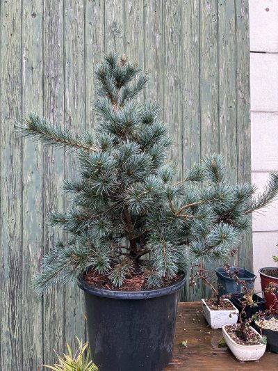 Pinus parviflora ‘negishi’