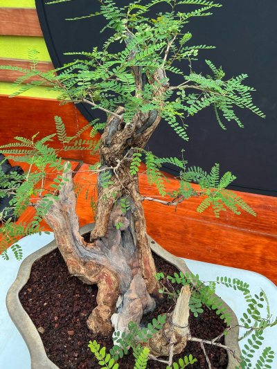 Palo dulce