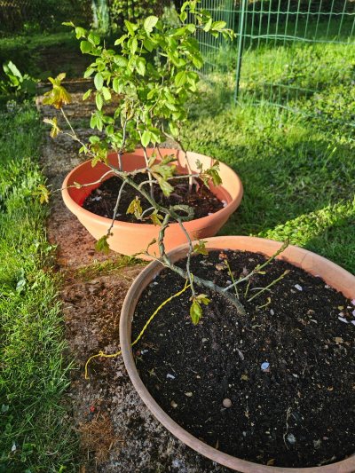 Quercus