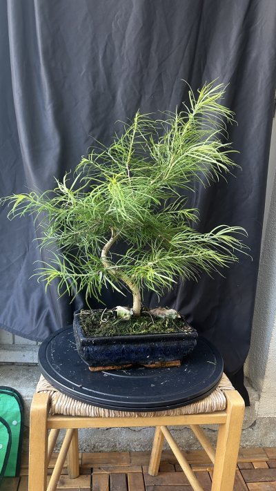 Metasequoia