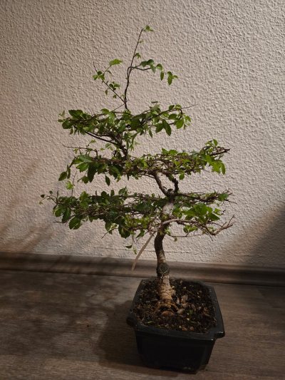 Ulme Chinesisch 004
