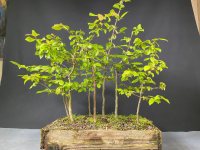 Pruning - 5/19/24 - Photo 1/1