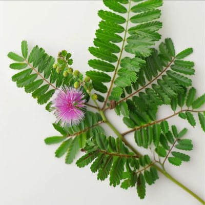 Мимоза стыдливая (Mimosa pudica) семена