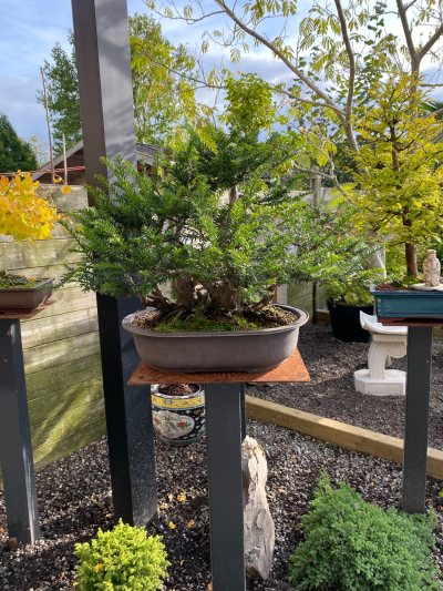 Taxus
