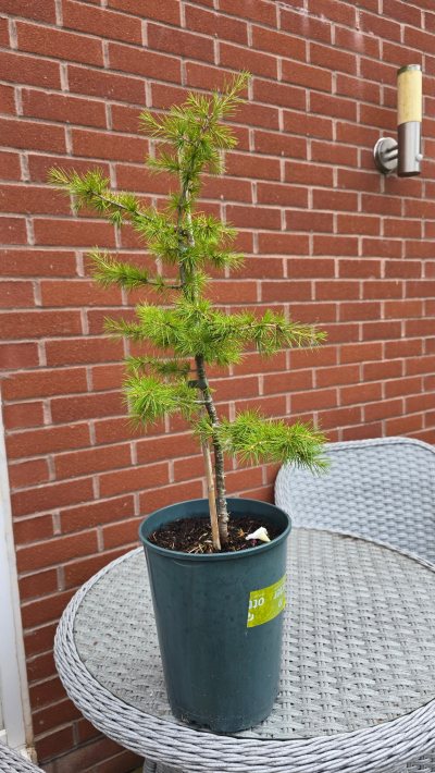 Cedar of Lebanon