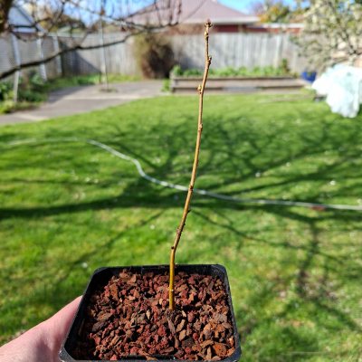 River Birch