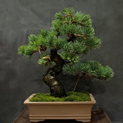 Pinus pentaphylla