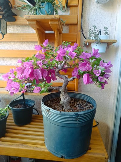 BUGANVILLE FLOR LILÁS