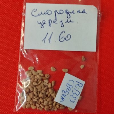 Смородина восковая семена