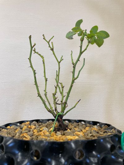 Rosier