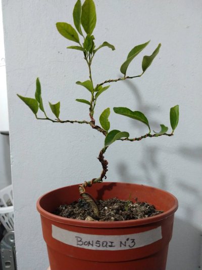 Número 3: Mandarina