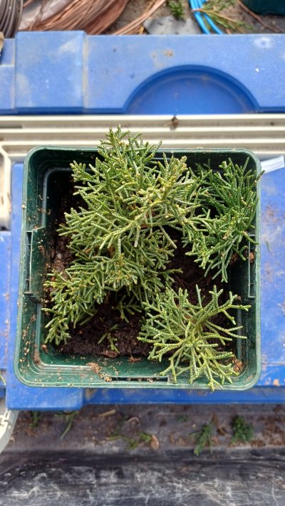 Bouture Juniperus 5