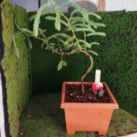 Omplantning - 26.06.2026 - Photo 1/1