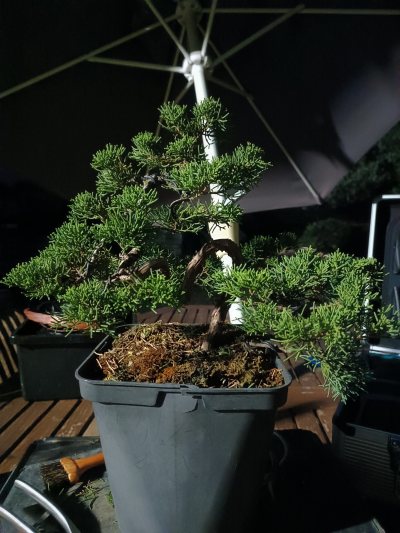 Juniperus chinensis sargentii 048