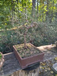 Poda i filferrat - 3/10/26 - Photo 1/1