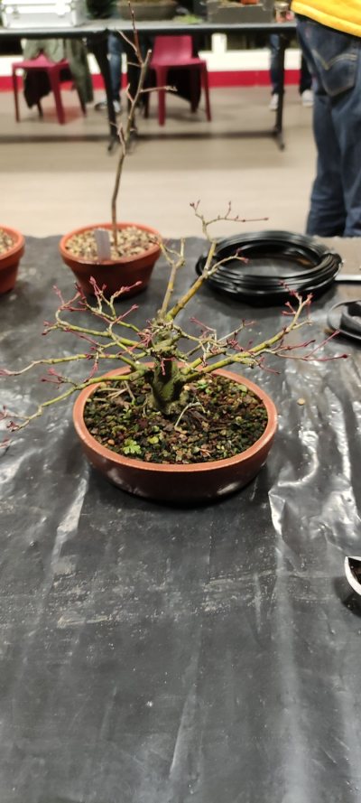 Acer Patmatum type #2