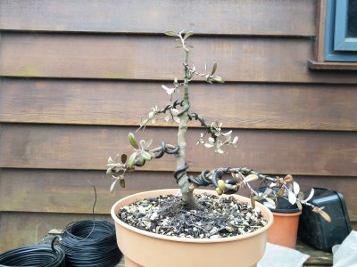 Corokia 002