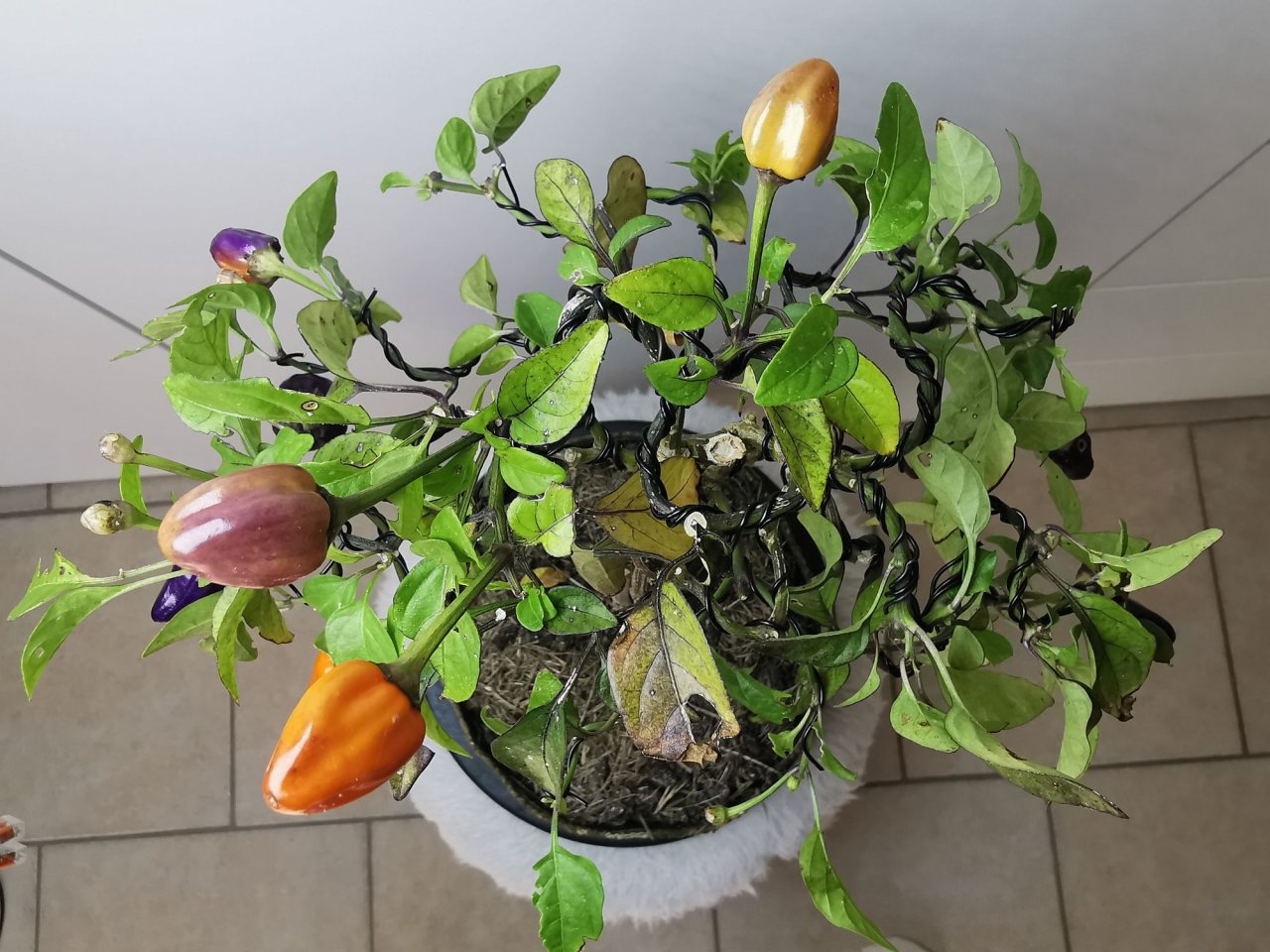 Photo 17