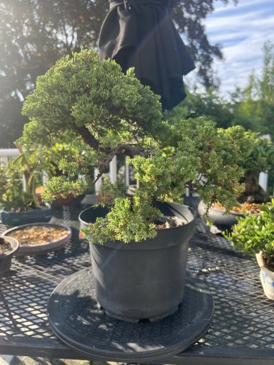 Juniper