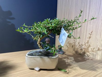 Coprosma