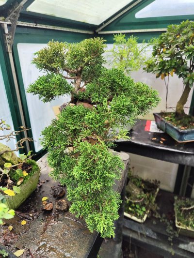 Juniperus cascade