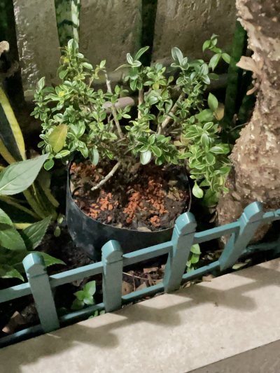 serissa