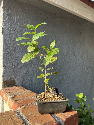Cork Oak