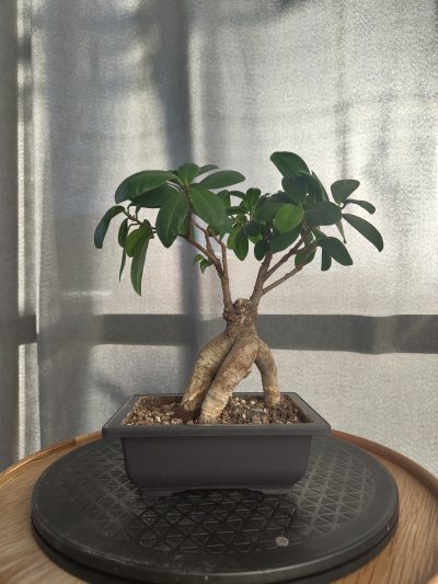 Ginseng