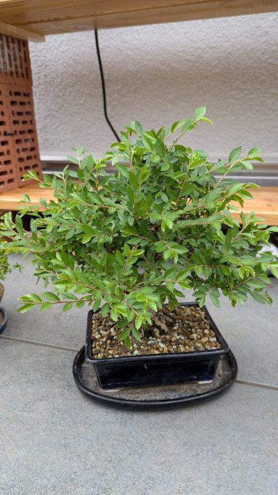 Chinesische Ulme (klein)