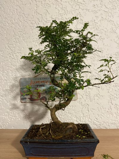 Poivrier du Japon