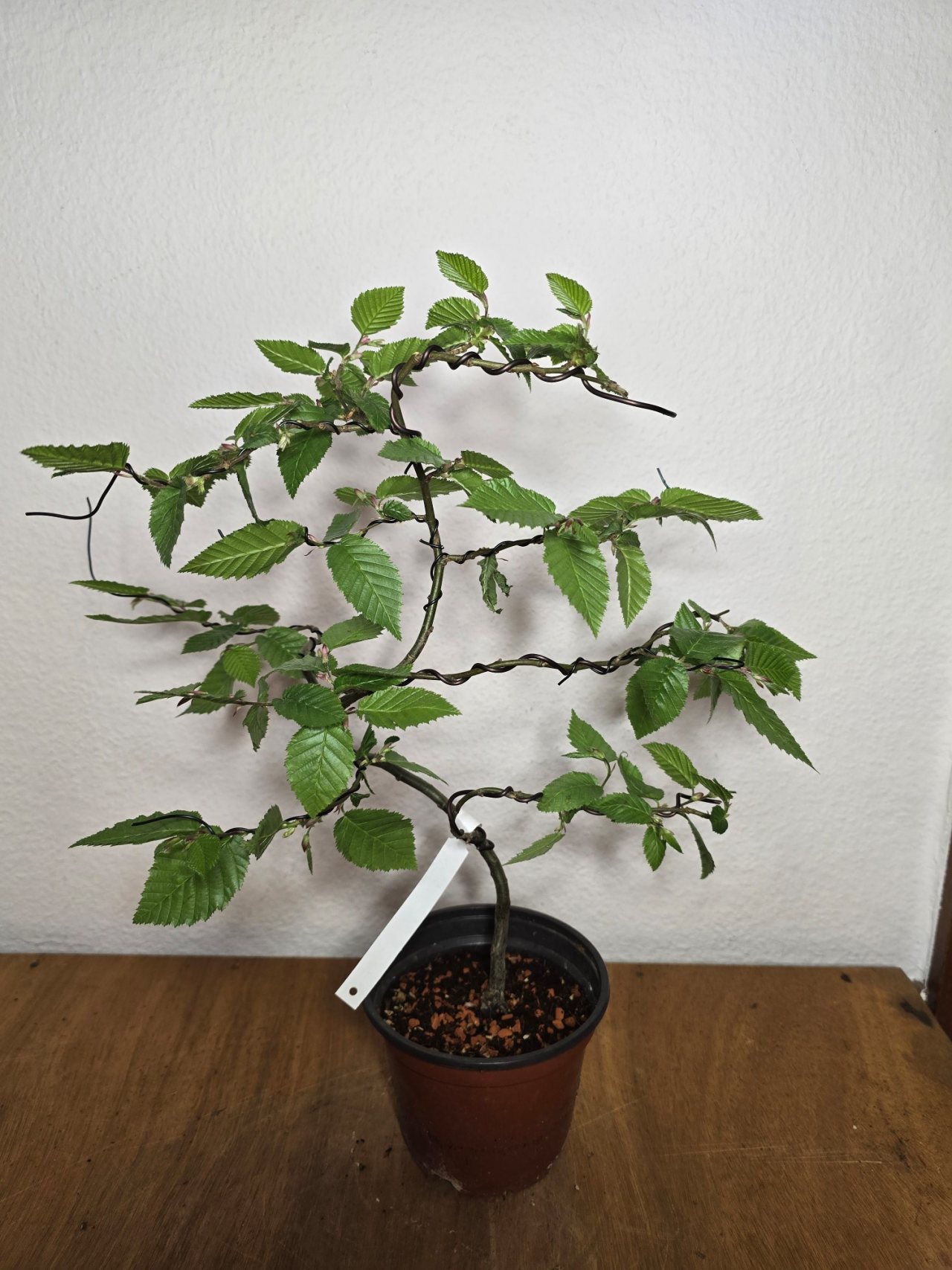 Photo 4